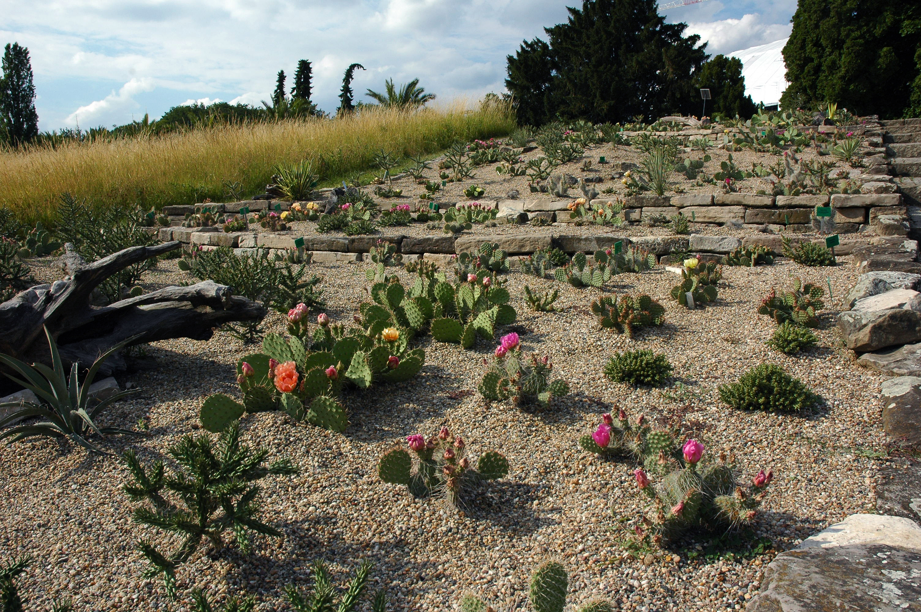 Winterharte Kakteen Botanischer Garten Berlin