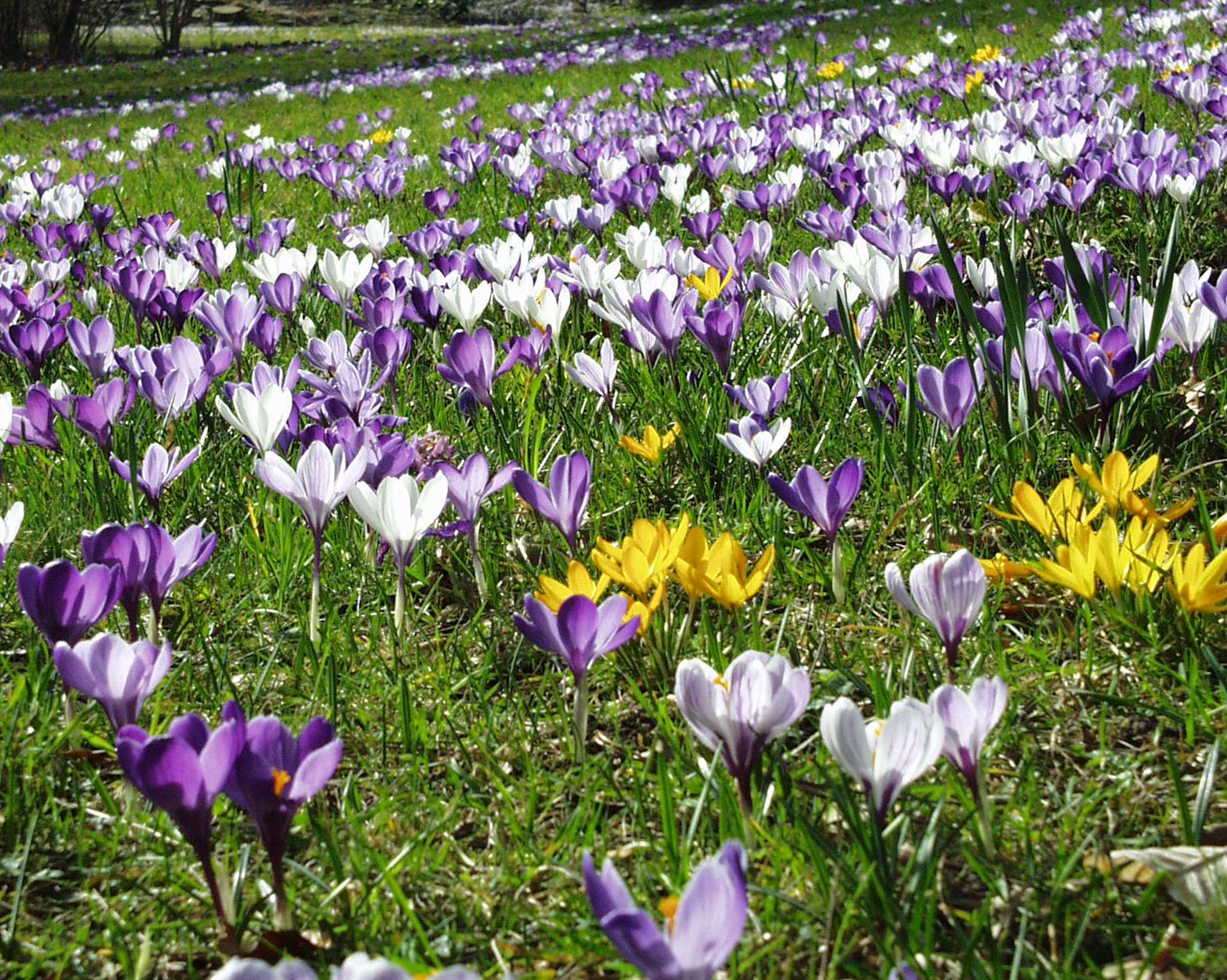 Krokusse Botanischer Garten Berlin