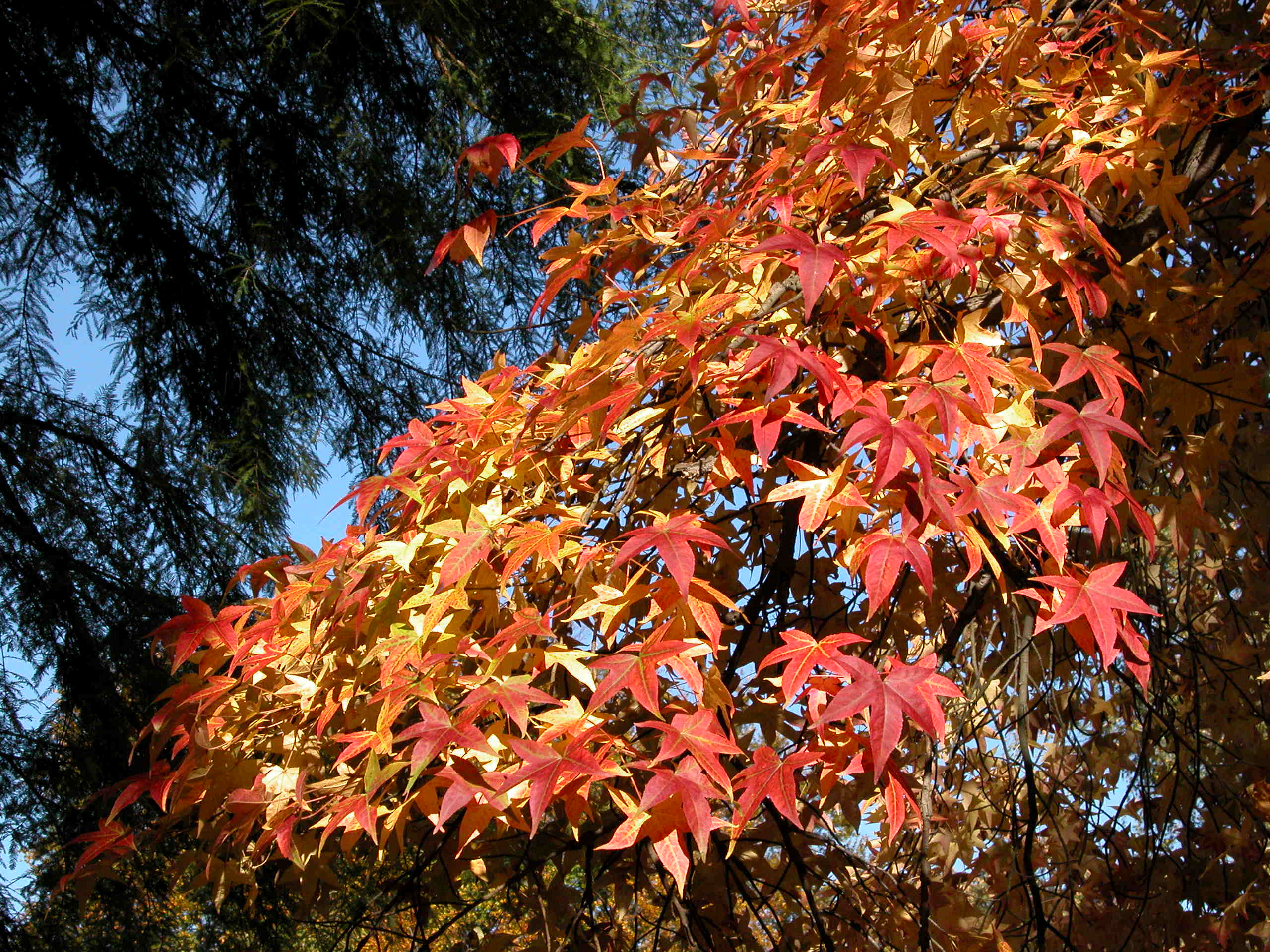 Der Amerikanische Amberbaum Botanischer Garten Berlin