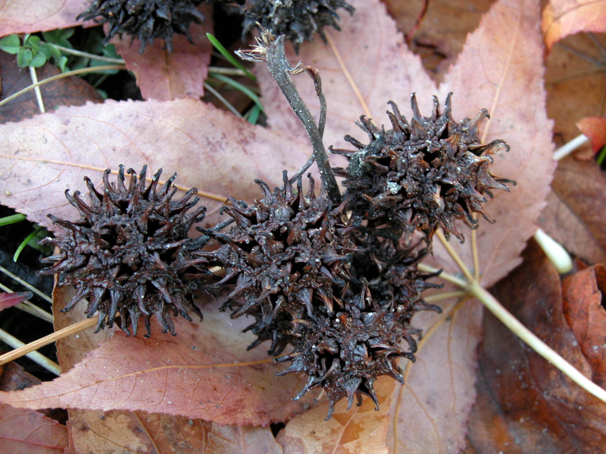 Der Amerikanische Amberbaum Botanischer Garten Berlin