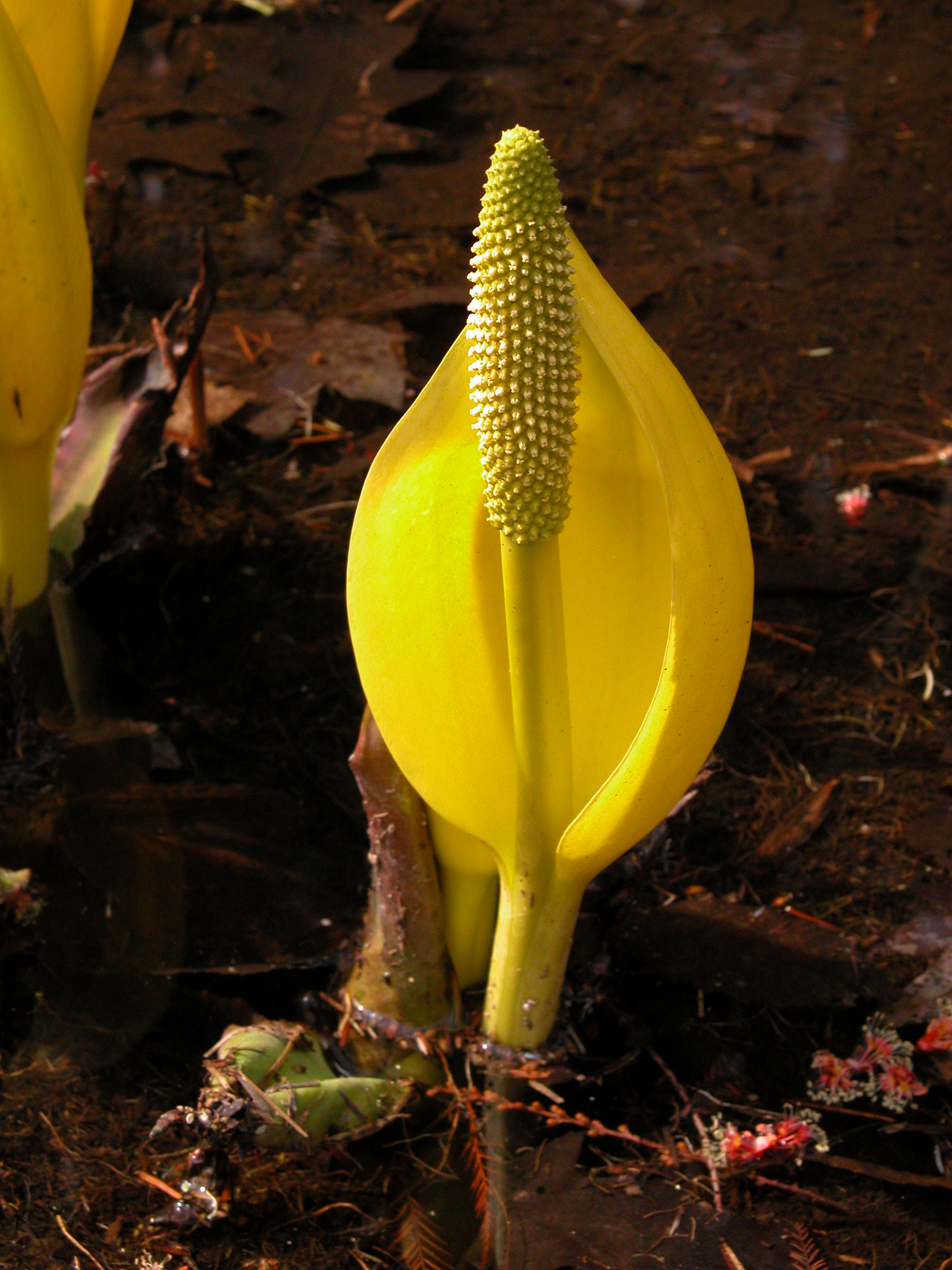 Aronstabgewächse Botanischer Garten Berlin