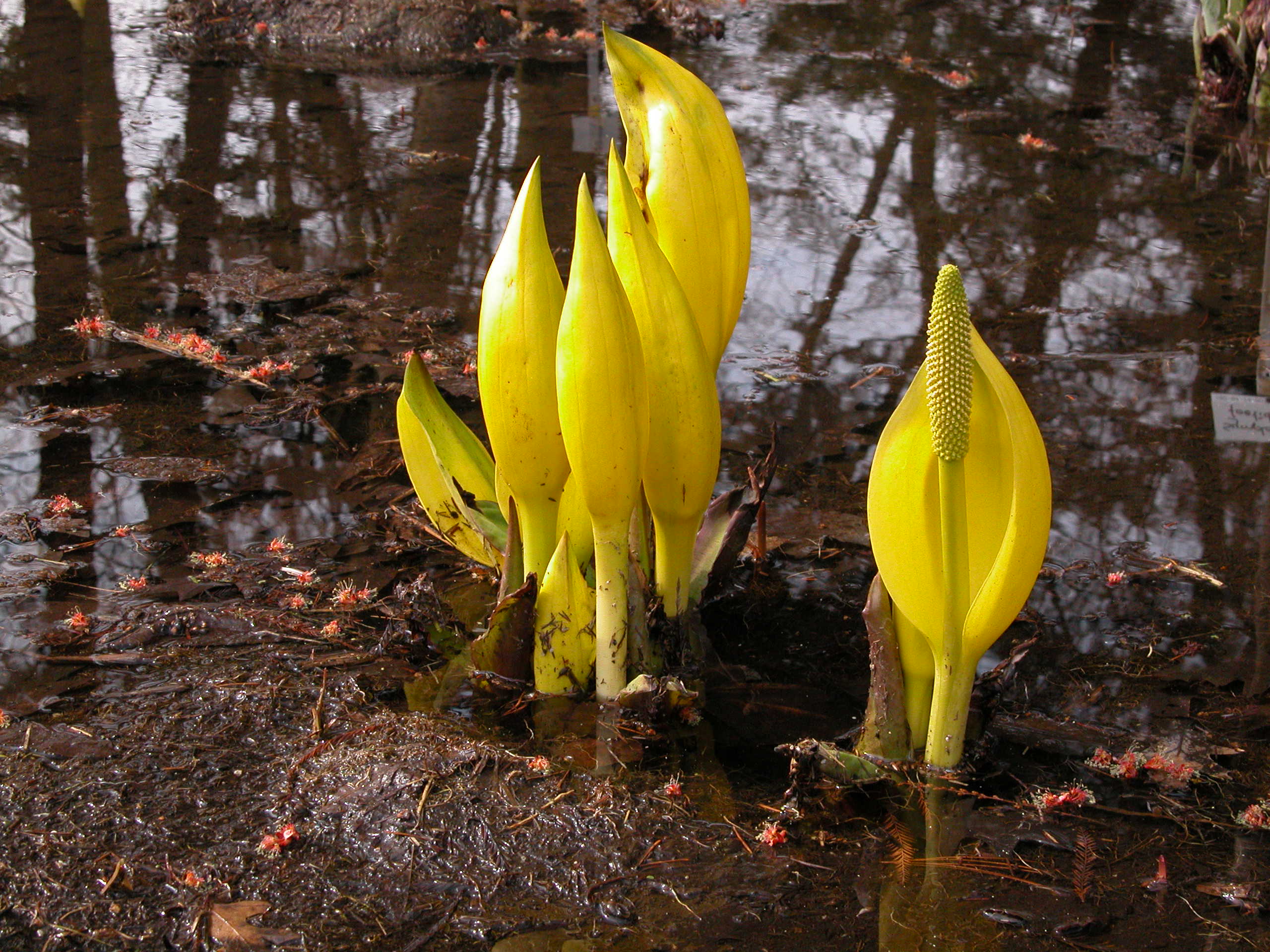Aronstabgewächse Botanischer Garten Berlin