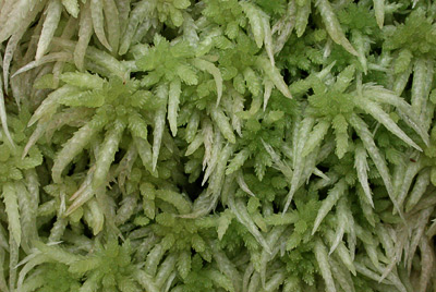 Moosgarten_Moosarten Botanischer Garten Berlin