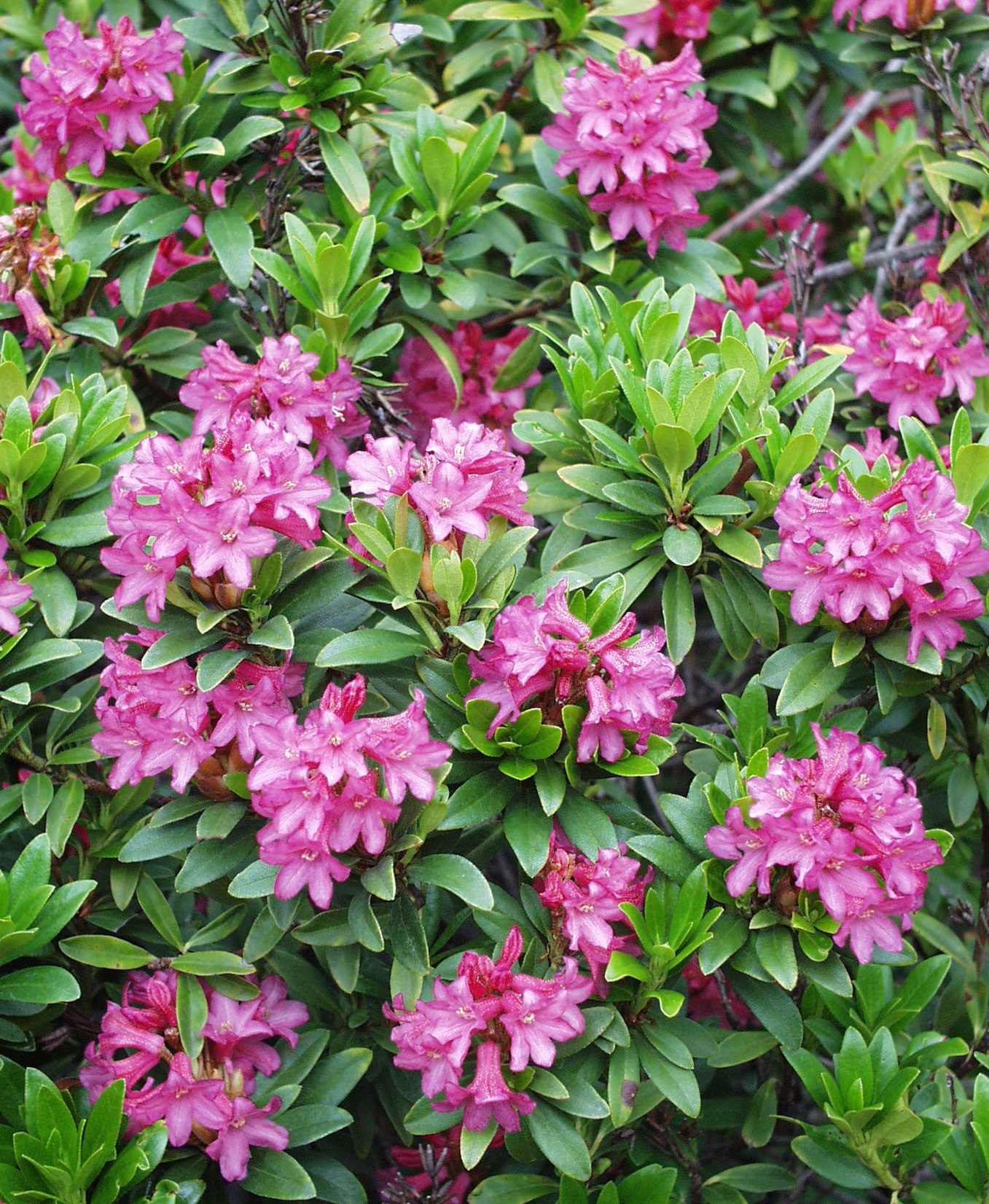 Alpenrosen und Azaleen Botanischer Garten Berlin