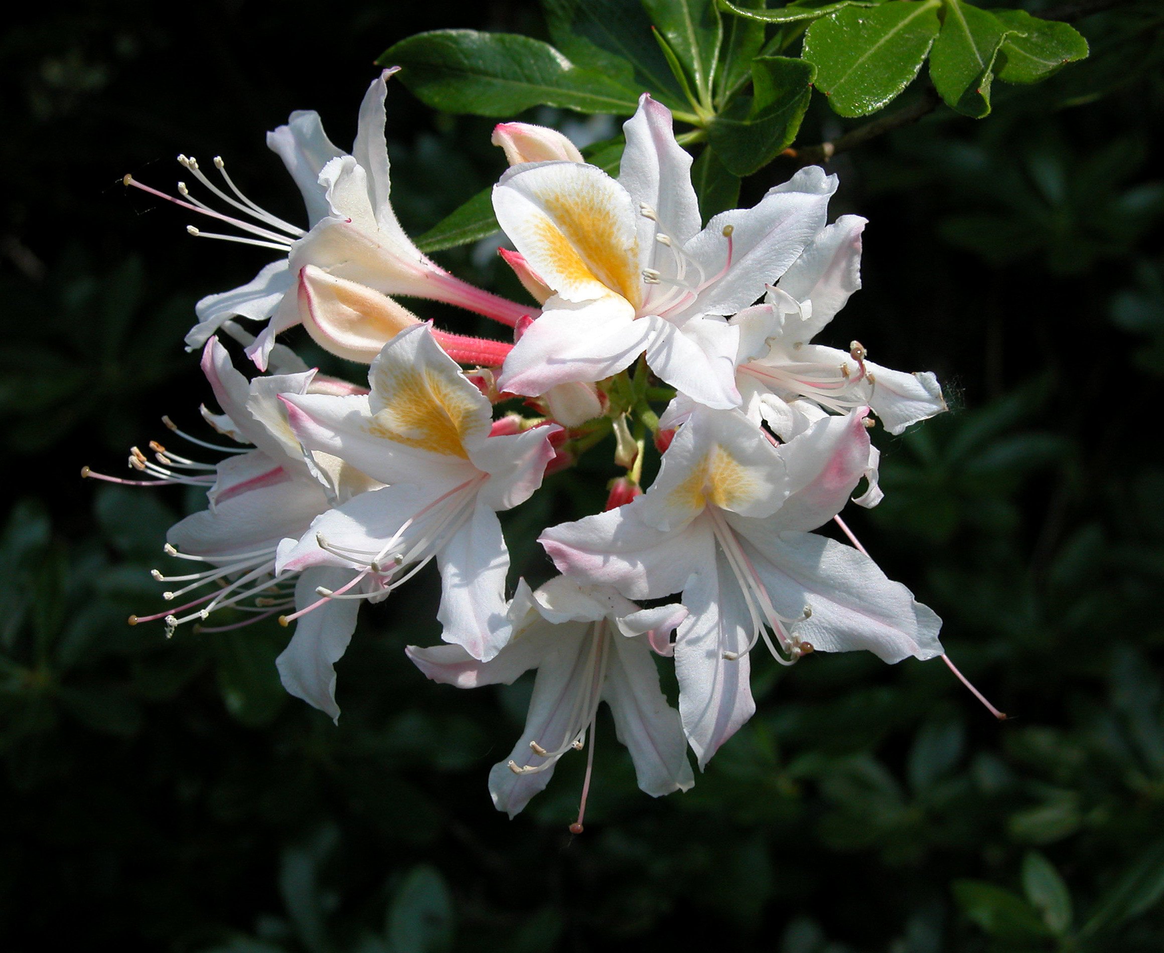 Alpenrosen und Azaleen Botanischer Garten Berlin