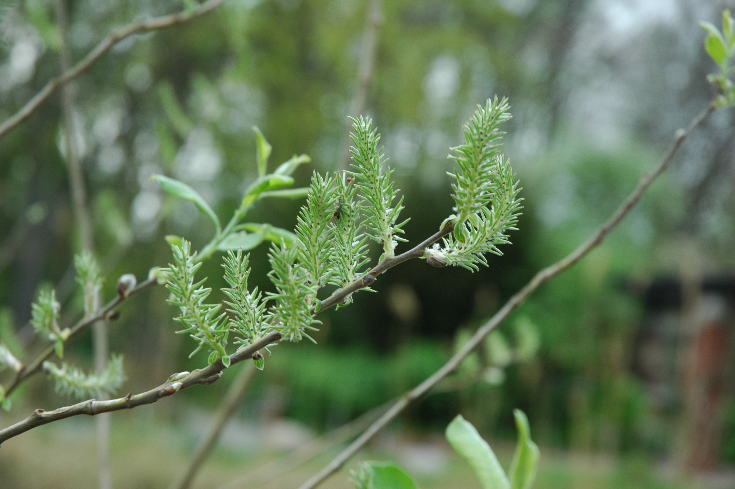 SilberWeide Botanischer Garten Berlin