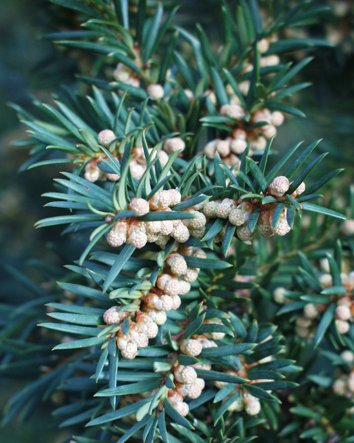 Eibe Botanischer Garten Berlin