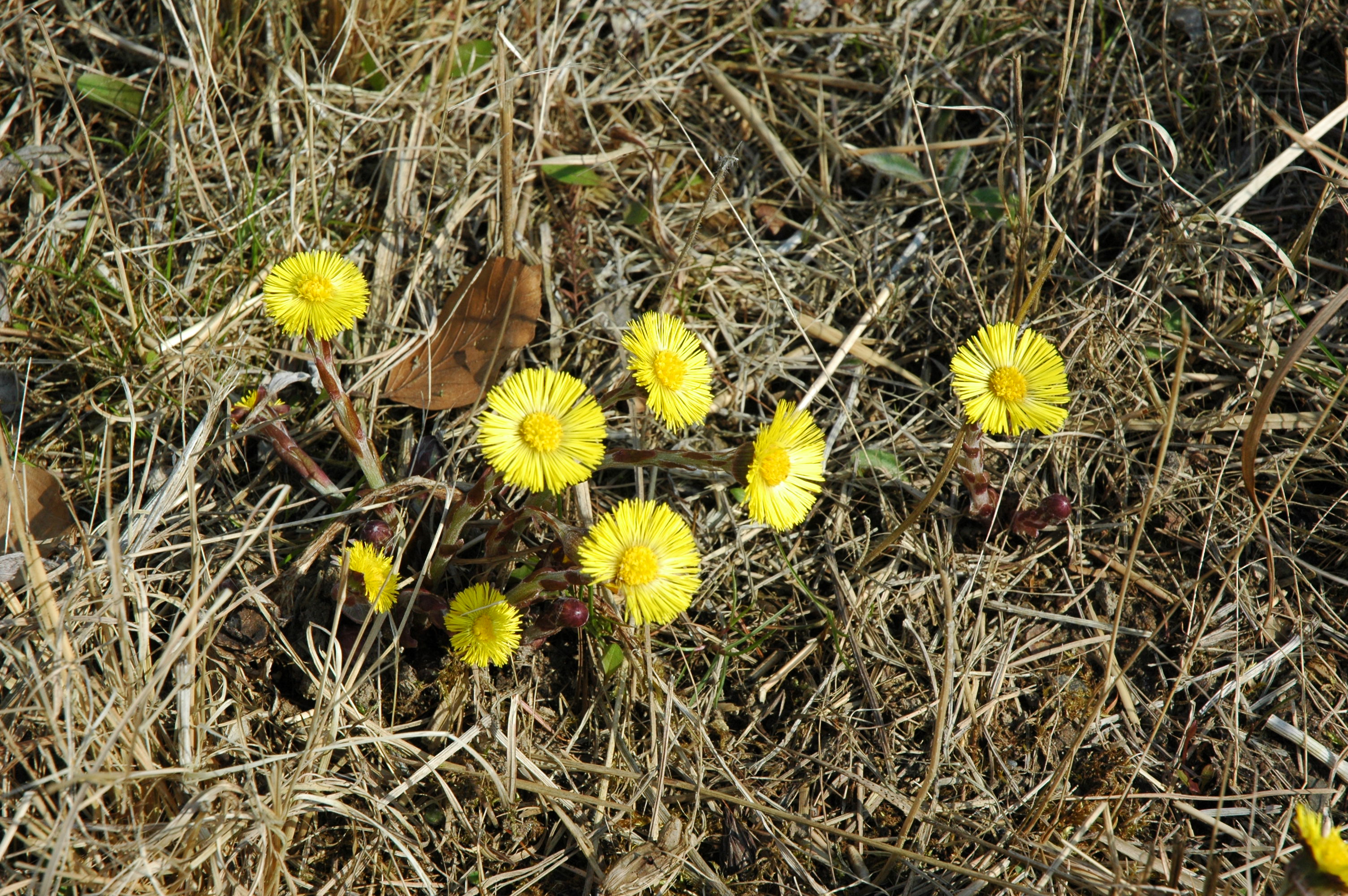 Huflattich Botanischer Garten Berlin