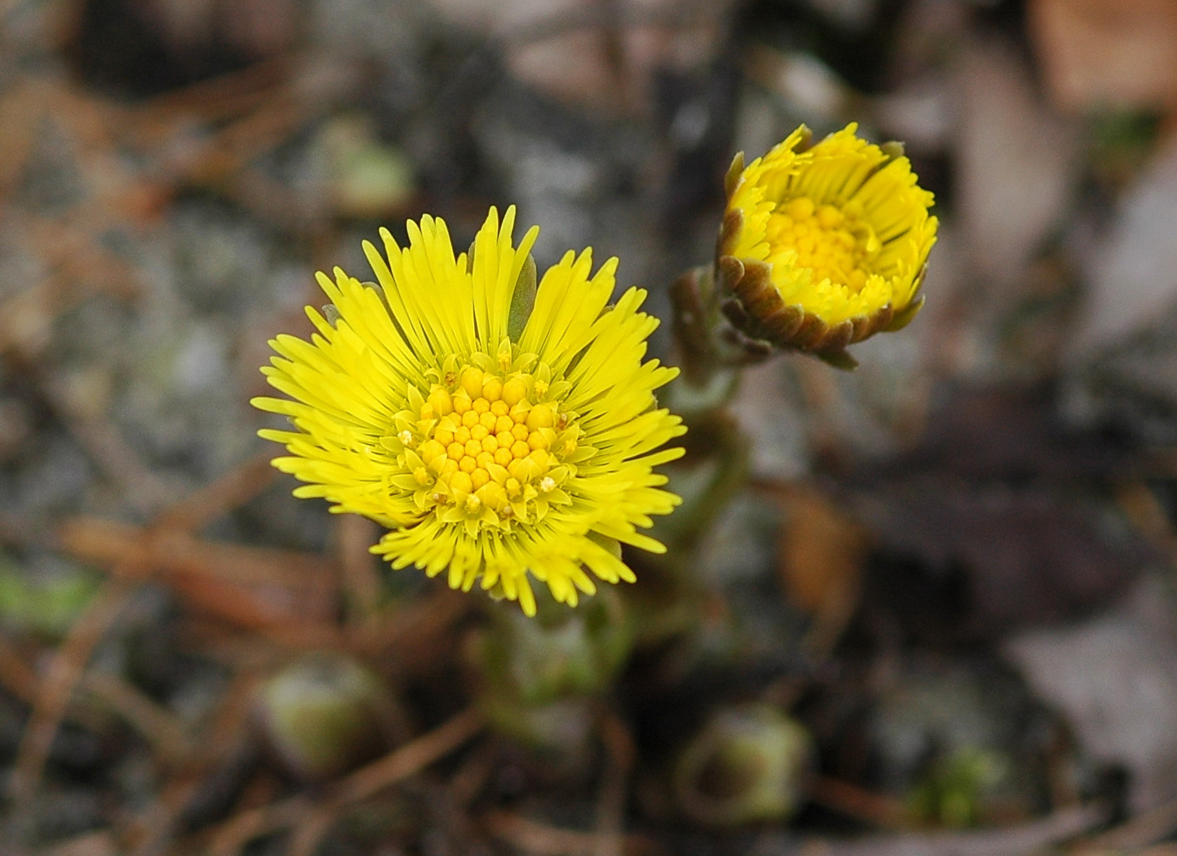 Huflattich Botanischer Garten Berlin