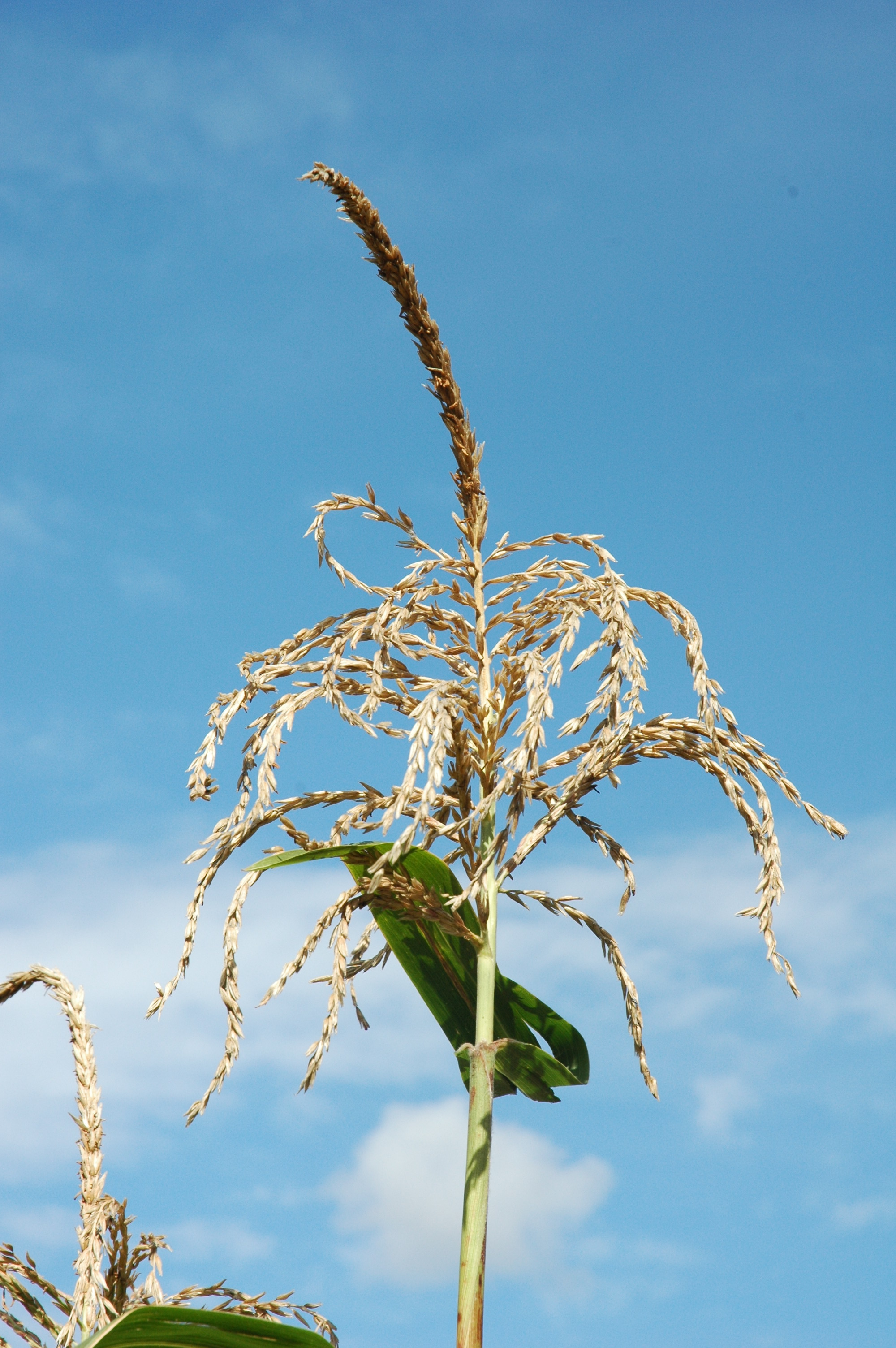 Mais und Teosinte Botanischer Garten Berlin
