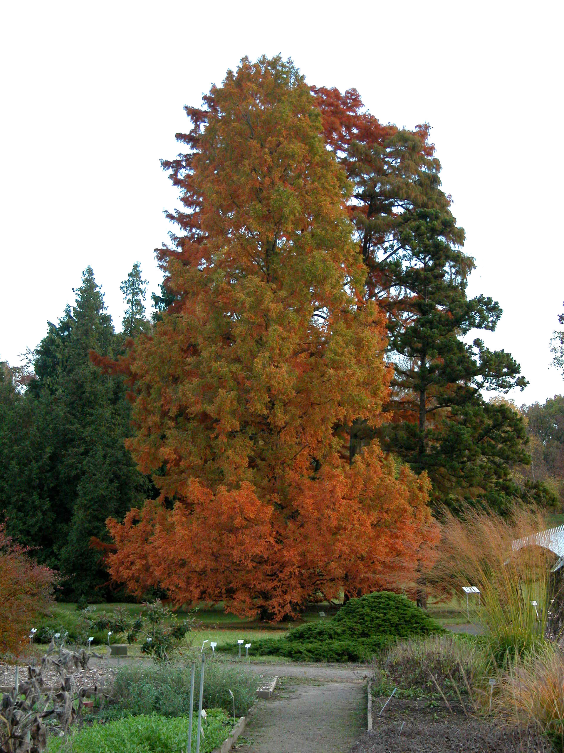 Chinesischer Urwelt-Mammutbaum (Metasequoia glyptostroboides) im Herbstlaub. Foto: I. Haas / Botanischer Garten und Botanisches Museum Berlin