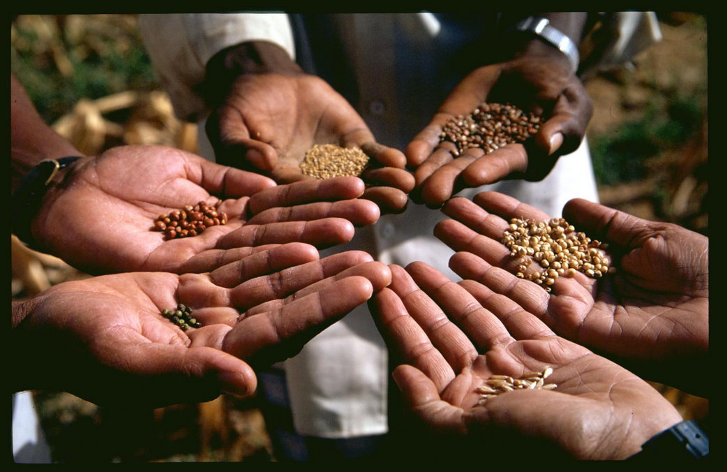 Save Our Seeds: Gentechnikfreies Saatgut | Botanischer Garten Berlin