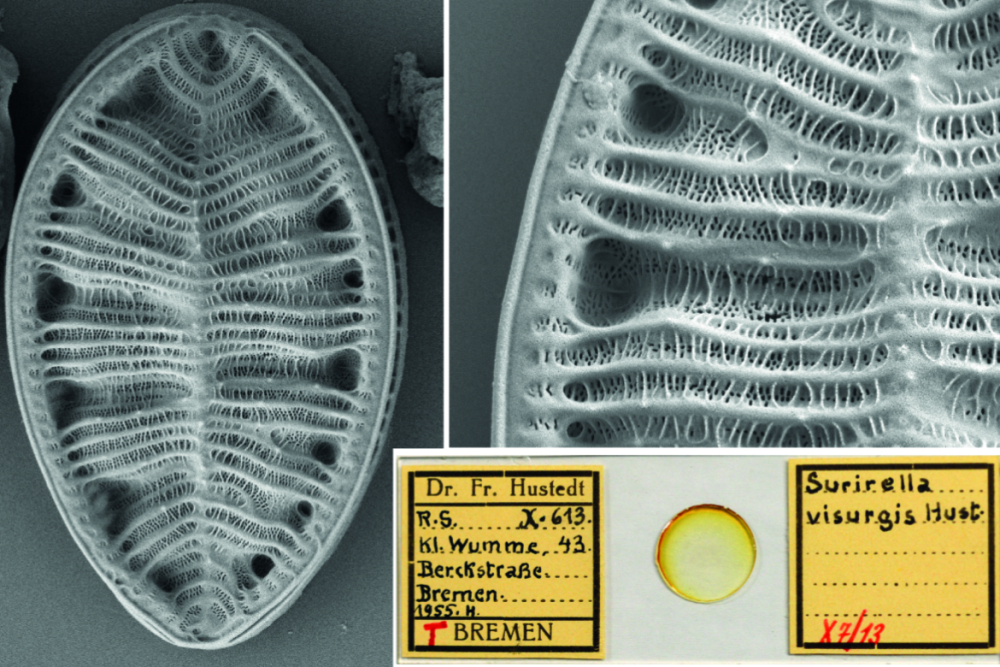 Surirella visurgis