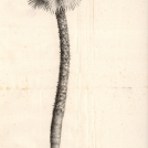 Stich von Karl Röthig, 1824 erschienen in: OTTO, F. 1824: Nachricht über den jetzt noch im botanischen Garten zu Berlin lebenden Chamaerops humilis. – Verhandlungen des Vereins zur Beförderung des Gartenbaues in den Königlich Preußischen Staaten 1: S. 134-138, 1 Tafel