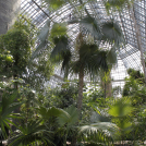 Palmensammlung im Großen Tropenhaus ©Botanischer Garten Berlin
