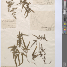 Pflanzenbelege im Willdenow-Herbar / Herbarium Berolinense im Botanischen Garten Berlin