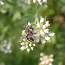 Punktierte Wollbiene (Anthidium punctatum) Foto: R.Lücking