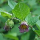 Tollkirsche - Atropa bella-donna