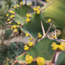 Euphorbia grandicornis Blüten