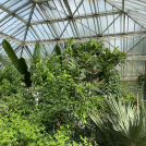 Das Nutzpflanzengewächshaus im Botanischen Garten Berlin