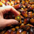 Früchte der Ölpalme (Elaeis guineensis) 