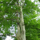 Rotbuche (Fagus sylvatica). Foto: I. Haas / Botanischer Garten und Botanisches Museum Berlin 