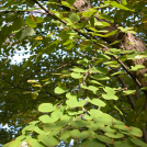 Japanischer Katsurabaum - Cercidiphyllum japonicum