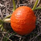 Cucurbita pepo
