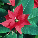Weihnachtsstern - Euphorbia pulcherrima