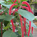 acalypha hispida
