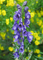 Aconitum napellus - Blauer Eisenhut Aconitum napellus - Blauer Eisenhut