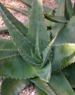 Aloe vera. Foto: I. Haas, Botanischer Garten und Botanisches Museum Berlin-Dahlem Aloe vera. Foto: I. Haas, Botanischer Garten und Botanisches Museum Berlin-Dahlem