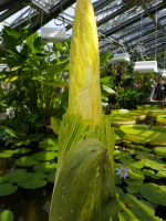 Titanenwurz Geht Im Botanischen Garten Berlin In Blute Grosste