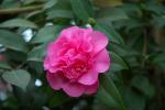 Camellia japonica ‚Scentsation‘ - Kamelie