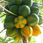 carica - Papaya Melonenbaum