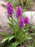 Dactylorhiza majalis - Breitblaettriges Knabenkraut Dactylorhiza majalis - Breitblaettriges Knabenkraut