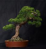Bonsaiausstellung des Bonsaiclub-Berlin im Botanischen Garten Berlin. Foto: Bonsaiclub-Berlin Bonsaiausstellung des Bonsaiclub-Berlin im Botanischen Garten Berlin. Foto: Bonsaiclub-Berlin