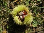 Frucht der Edel-Kastanie (Castanea sativa) Frucht der Edel-Kastanie (Castanea sativa)