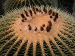 echinocactus grusonii - Goldkugelkaktus