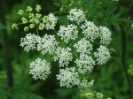 Gefleckter Schierling (Conium maculatum) Gefleckter Schierling (Conium maculatum)