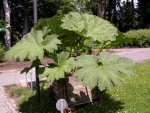 Chilenische Gunnera (Gunnera tinctoria). Foto: I. Haas / Botanischer Garten und Botanisches Museum Berlin Chilenische Gunnera (Gunnera tinctoria). Foto: I. Haas / Botanischer Garten und Botanisches Museum Berlin