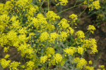 Faerber Weide (Isatis tinctoria) Faerber Weide (Isatis tinctoria)