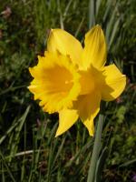 Narcissus pseudonarcissus Narcissus pseudonarcissus