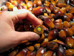 Früchte der Ölpalme (Elaeis guineensis) 