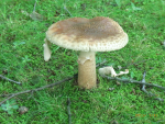Perlpilz (Amanita rubescens) Perlpilz (Amanita rubescens)