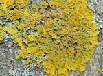 Gelbe Wandflechte (Xanthoria parietina) Gelbe Wandflechte (Xanthoria parietina)
