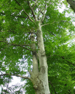 Rotbuche (Fagus sylvatica). Foto: I. Haas / Botanischer Garten und Botanisches Museum Berlin Rotbuche (Fagus sylvatica). Foto: I. Haas / Botanischer Garten und Botanisches Museum Berlin