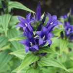 Schwalbenwurz-Enzian (Gentiana asclepiadea) Schwalbenwurz-Enzian (Gentiana asclepiadea)