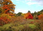 Herbstliche Färbung im Arboretum