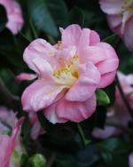 Camellia japonica - Kyo Nishiki